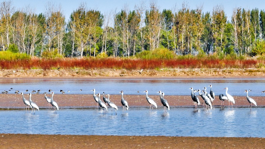 China celebrates 1st National Ecology Day amid efforts to meet carbon goals