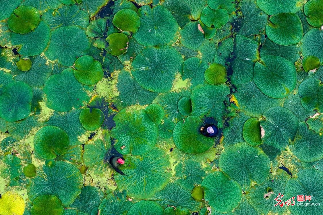 Farmers busy harvesting gorgon fruit in E China's Jiangsu