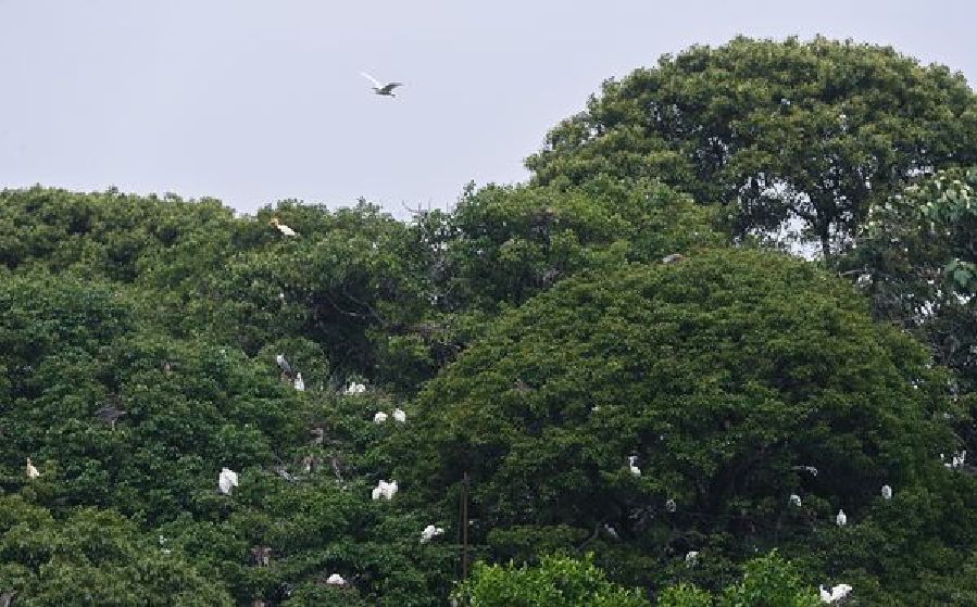Egrets seen in Dongheng village after significant ecological improvement