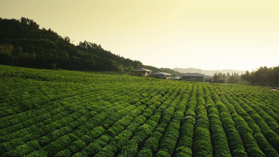 Booming tea culture injecting impetus into rural revitalization at Jingshan Village