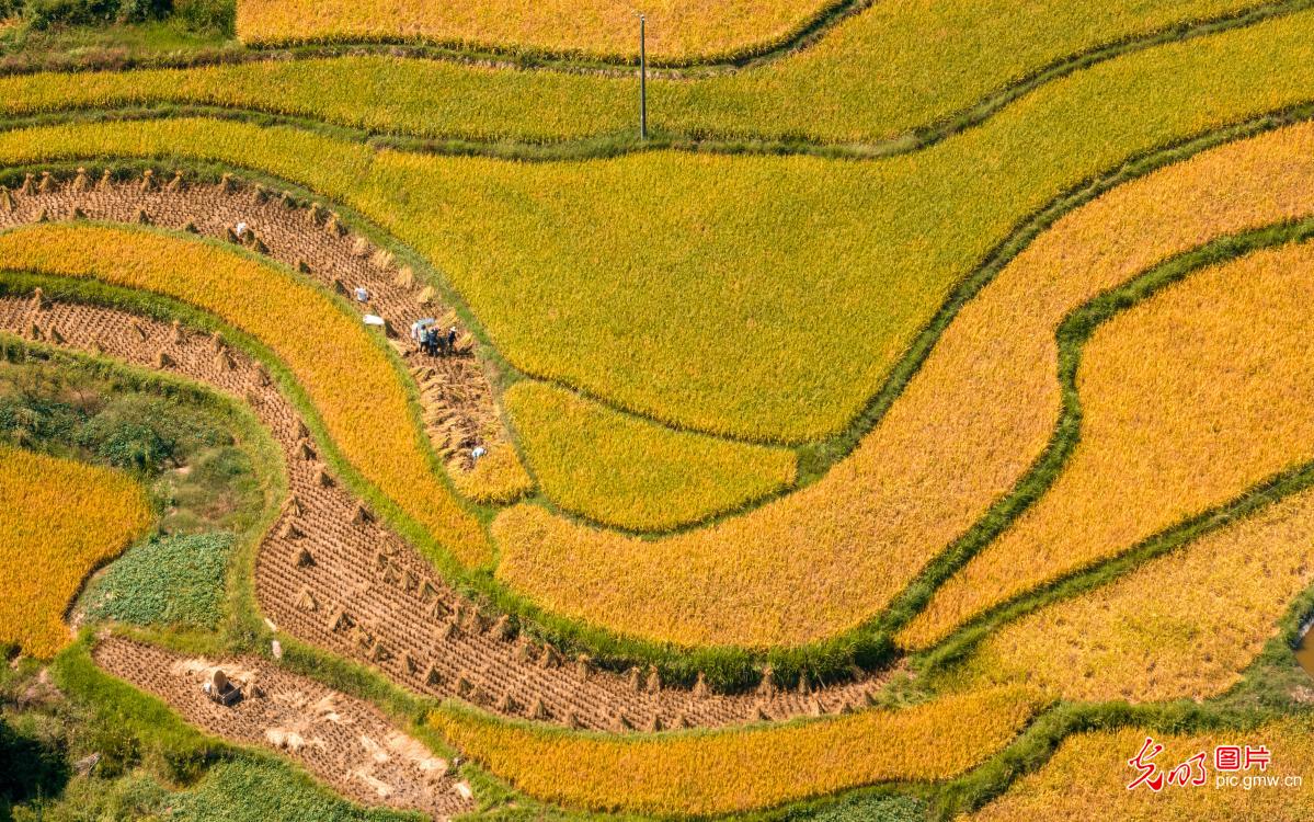 In Pics: Mountain rice field in SW China's Chongqing