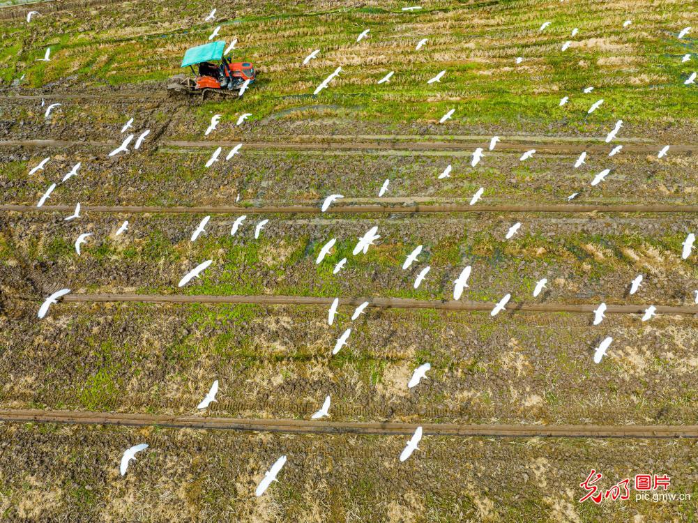 Egrets fly with agricultural machinery in E China's Zhejiang