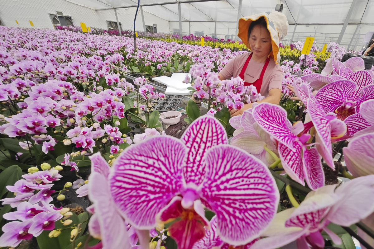 Butterfly orchids enter peak season in Suqian