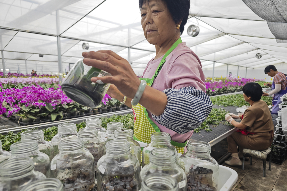 Butterfly orchids enter peak season in Suqian