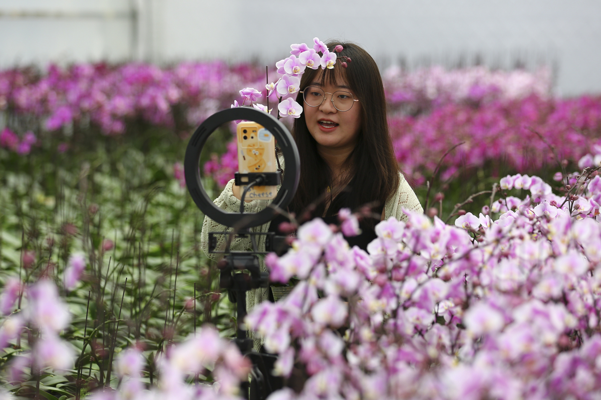 Butterfly orchids enter peak season in Suqian