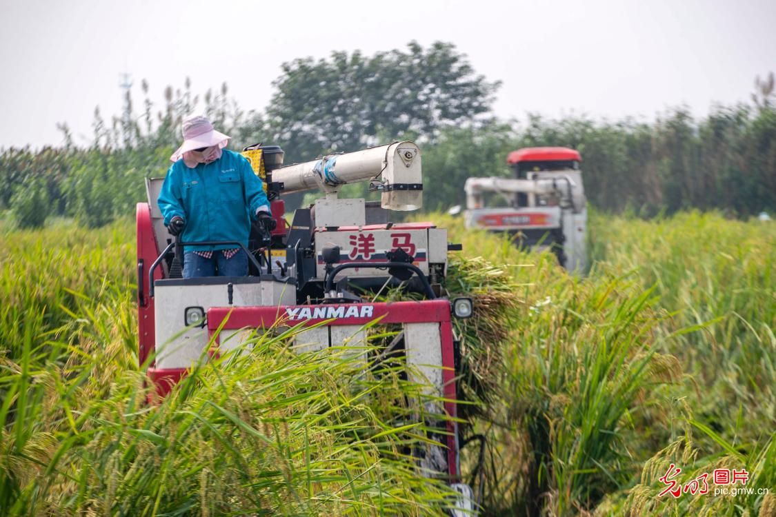 Rice harvesting in full swing in E China’s Jiangsu