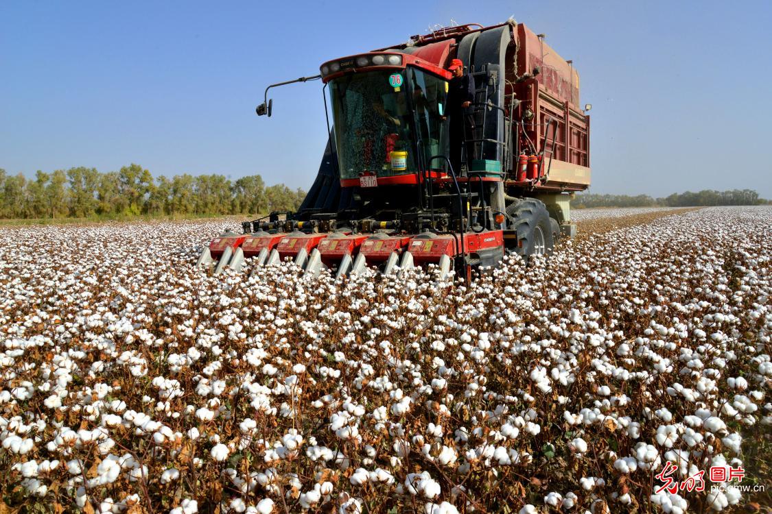 Cotton pickers help pick cotton efficiently in Xinjiang Cotton pickers help pick cotton efficiently in Xinjiang
