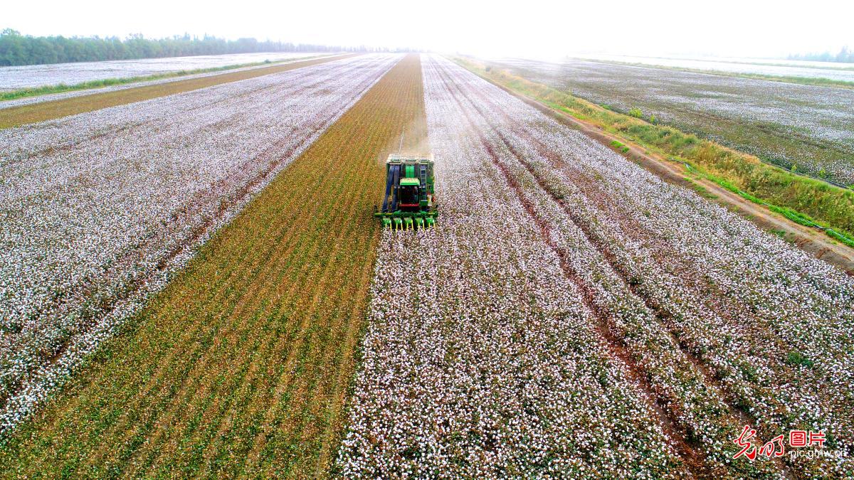Cotton pickers help pick cotton efficiently in Xinjiang Cotton pickers help pick cotton efficiently in Xinjiang