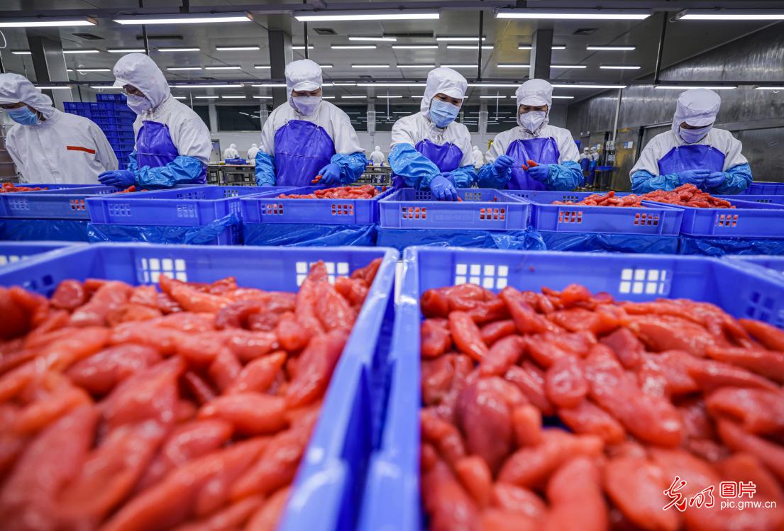 Marine food processing business thrives local employment in E China's Shandong