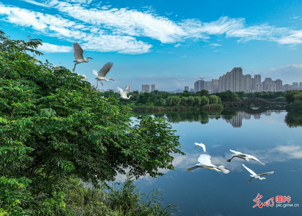 Rongcheng City of E China’s Shandong: Egrets dance in wetland