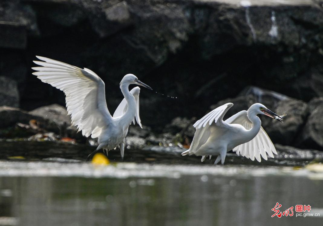 Rongcheng City of E China’s Shandong: Egrets dance in wetland