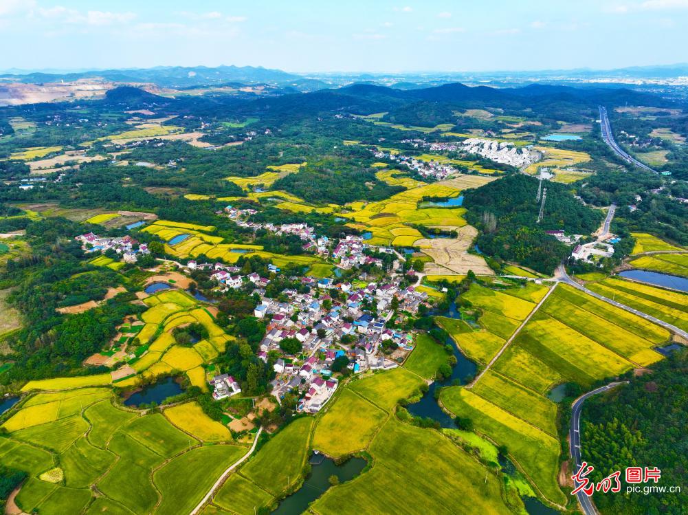 Picturesque autumn fields 金秋田野景美如画