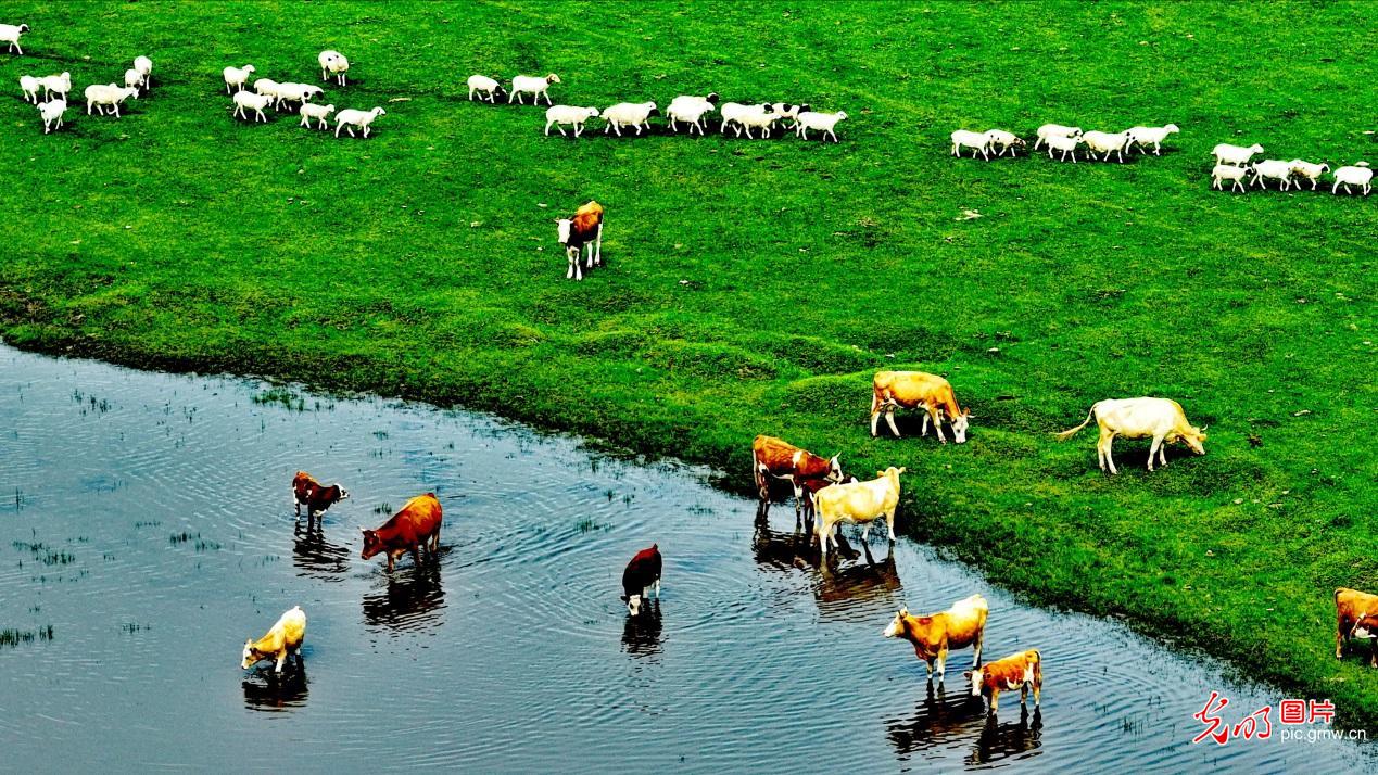 【农遗之珍】阿鲁科尔沁草原游牧系统：人与自然和谐共生的田园诗篇