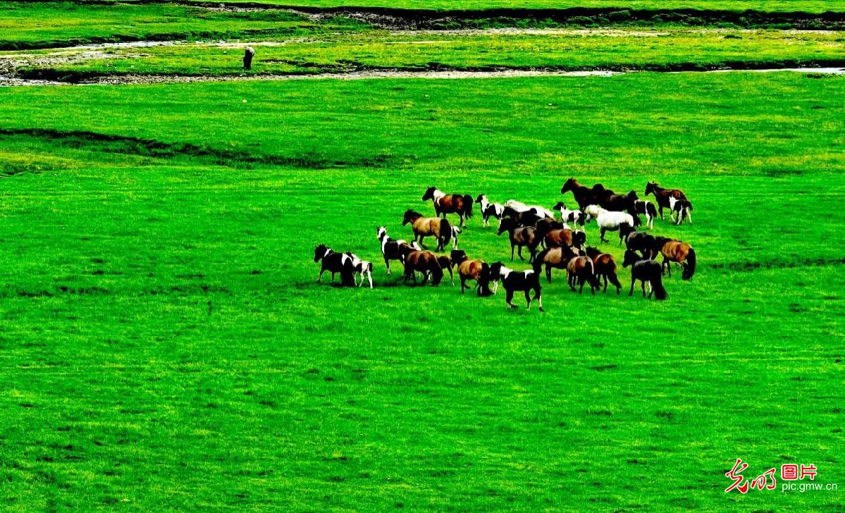 【农遗之珍】阿鲁科尔沁草原游牧系统：人与自然和谐共生的田园诗篇