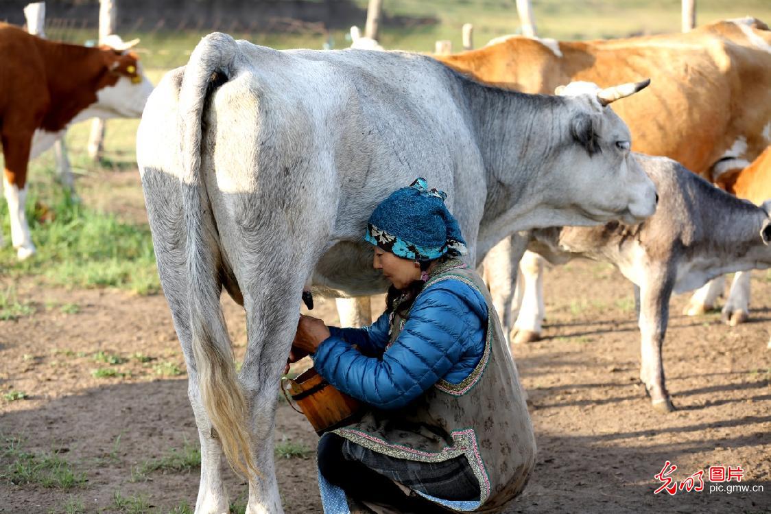 【农遗之珍】阿鲁科尔沁草原游牧系统：人与自然和谐共生的田园诗篇
