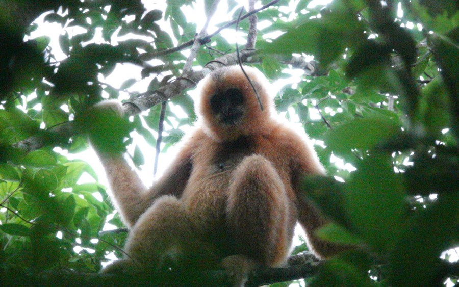 ChineseToday | Guardians of Hainan gibbons in rainforest