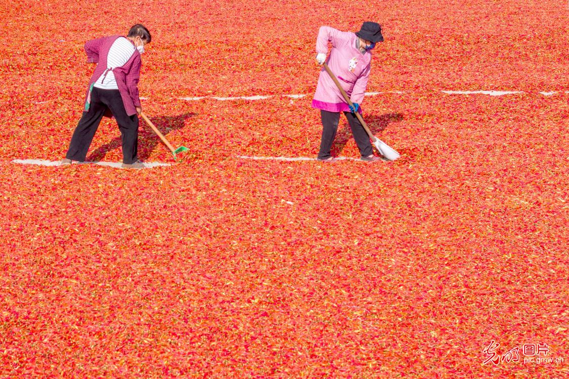 Workers process peppers in C China's Henan