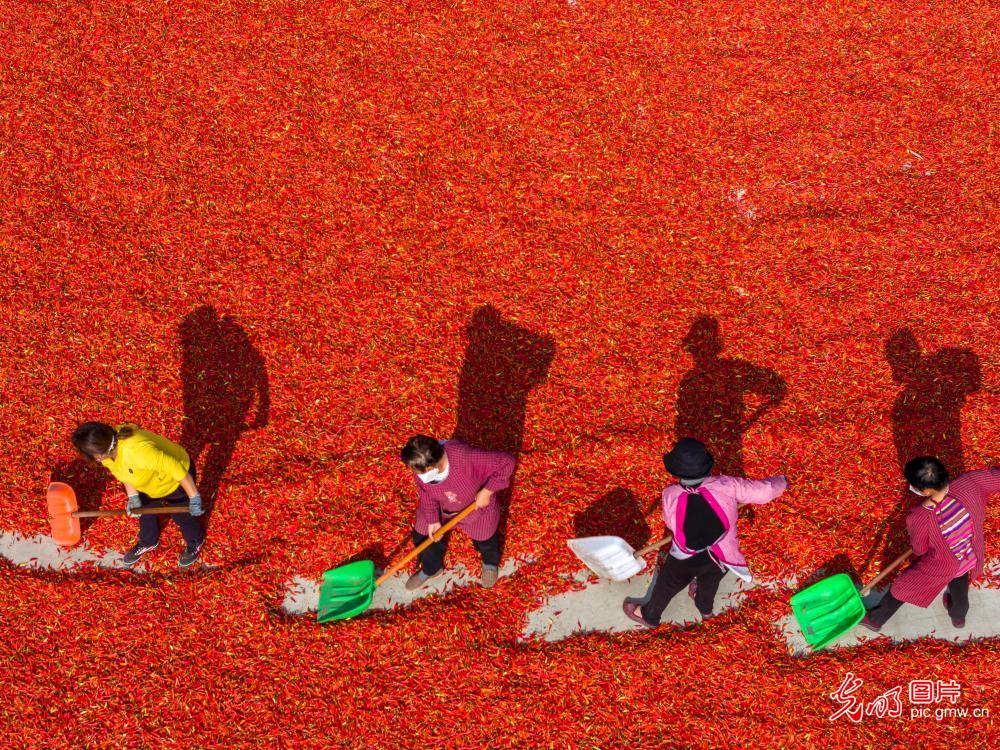 Workers process peppers in C China's Henan