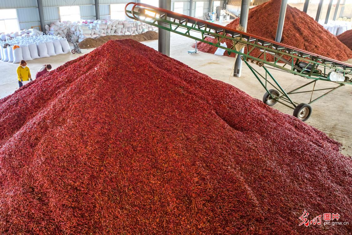 Workers process peppers in C China's Henan