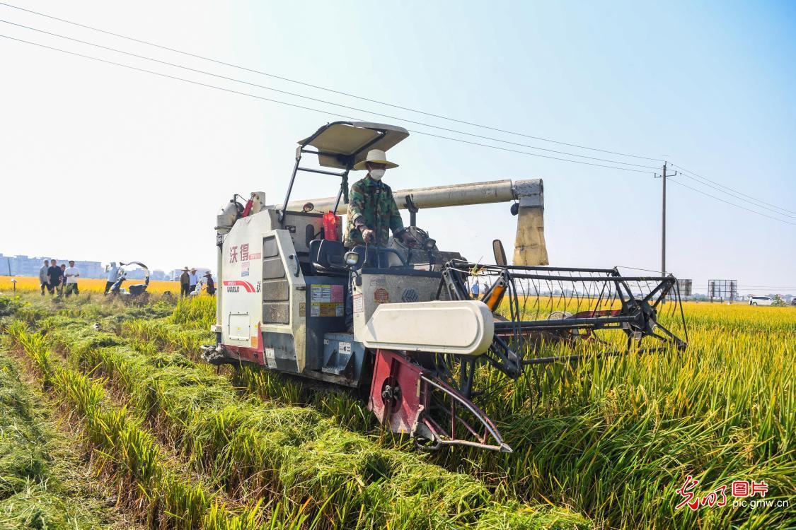 Jiangxi Shanggao Rice Science and Technology Academy delve into autumn harvest