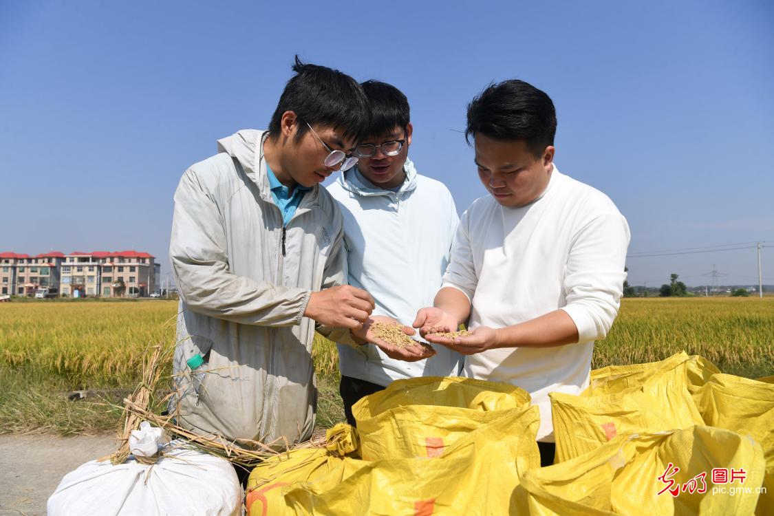 Jiangxi Shanggao Rice Science and Technology Academy delve into autumn harvest