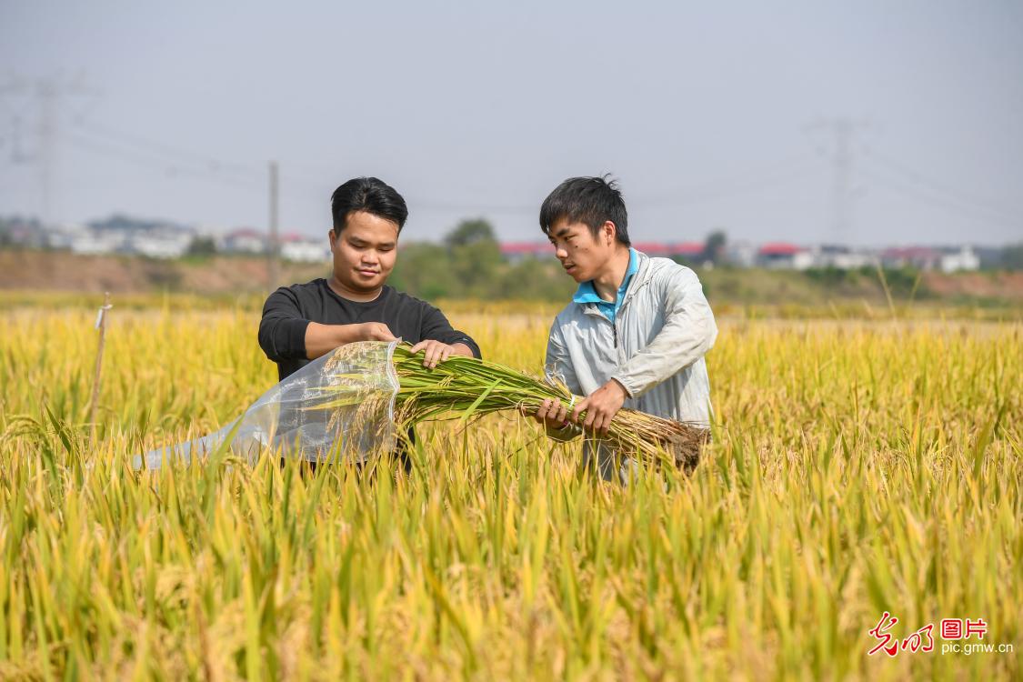 Jiangxi Shanggao Rice Science and Technology Academy delve into autumn harvest