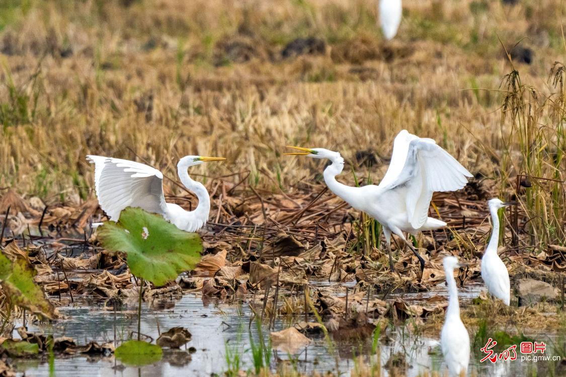 Ecological Wetlands Welcome Migratory Birds