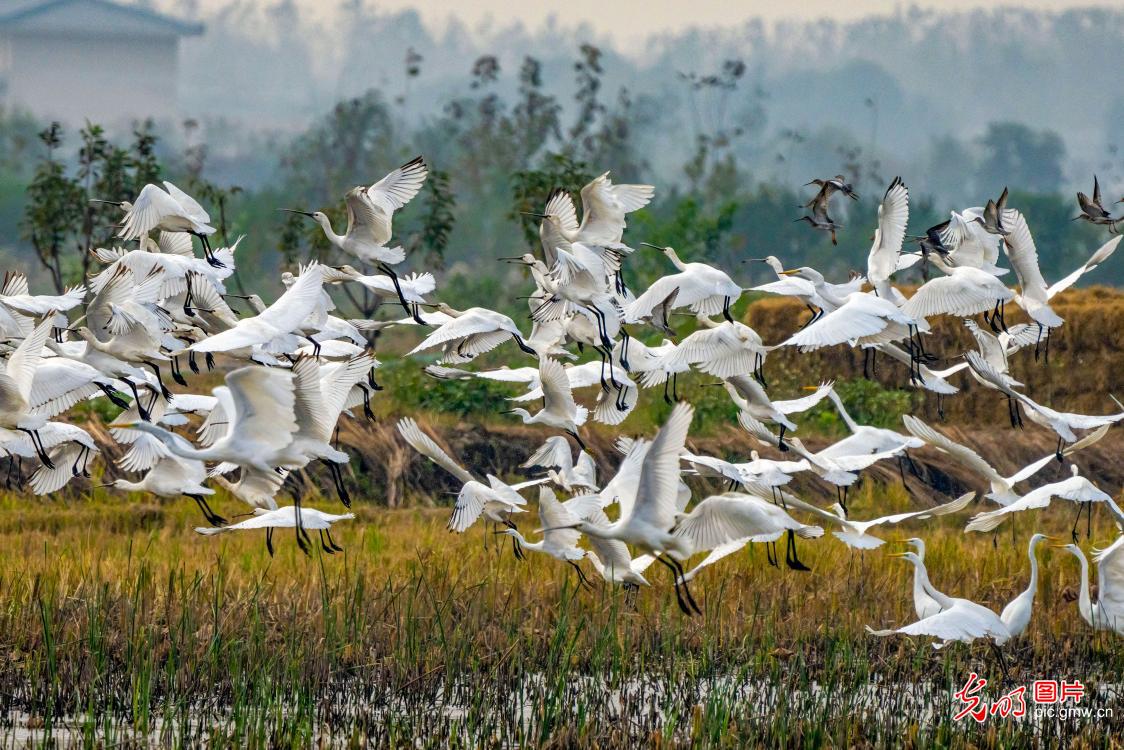 Ecological Wetlands Welcome Migratory Birds