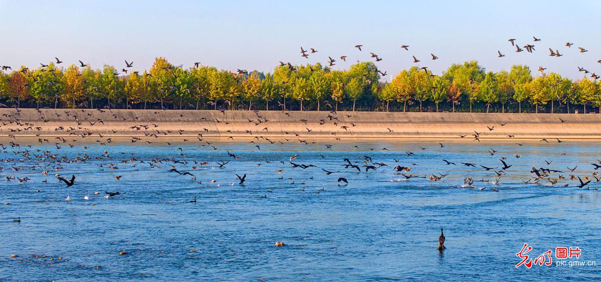 Yellow River Wetland: Bird Paradise