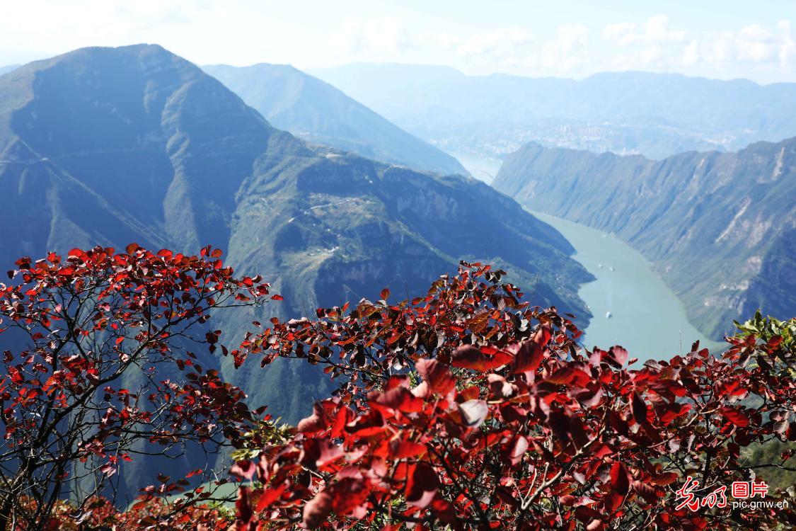 Wushan County of SW China’s Chongqing: Red leaves appear again
