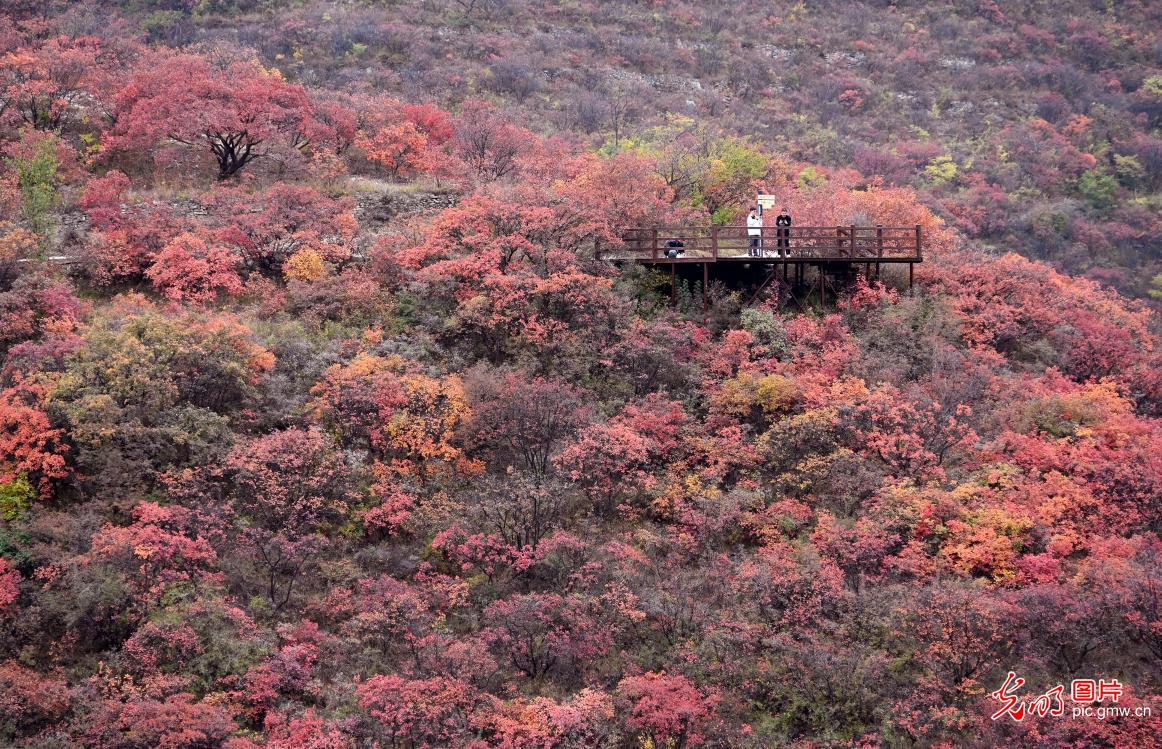Red leaves dyeing Taihang Mountain, creates picturesque autumn painting