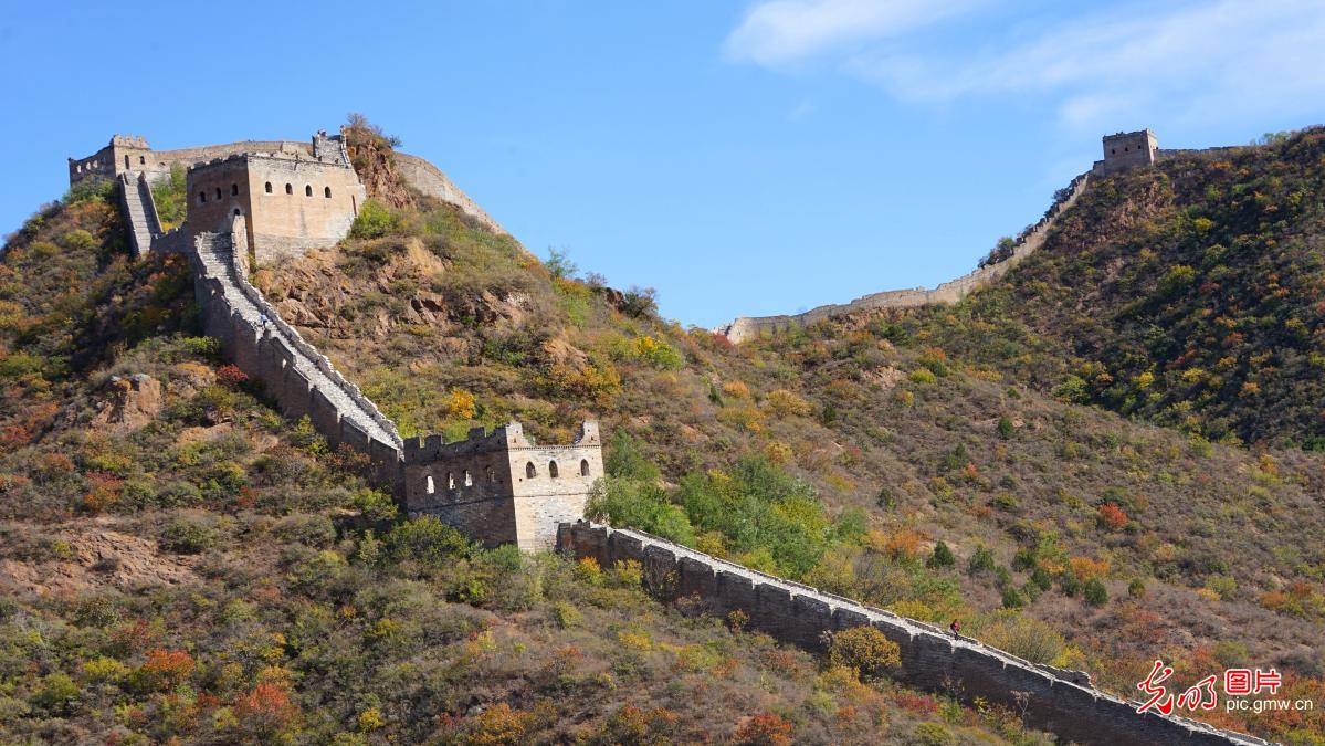 Luanping County of N China’s Hebei: Autumn colors in full swing at Jinshanling Great Wall