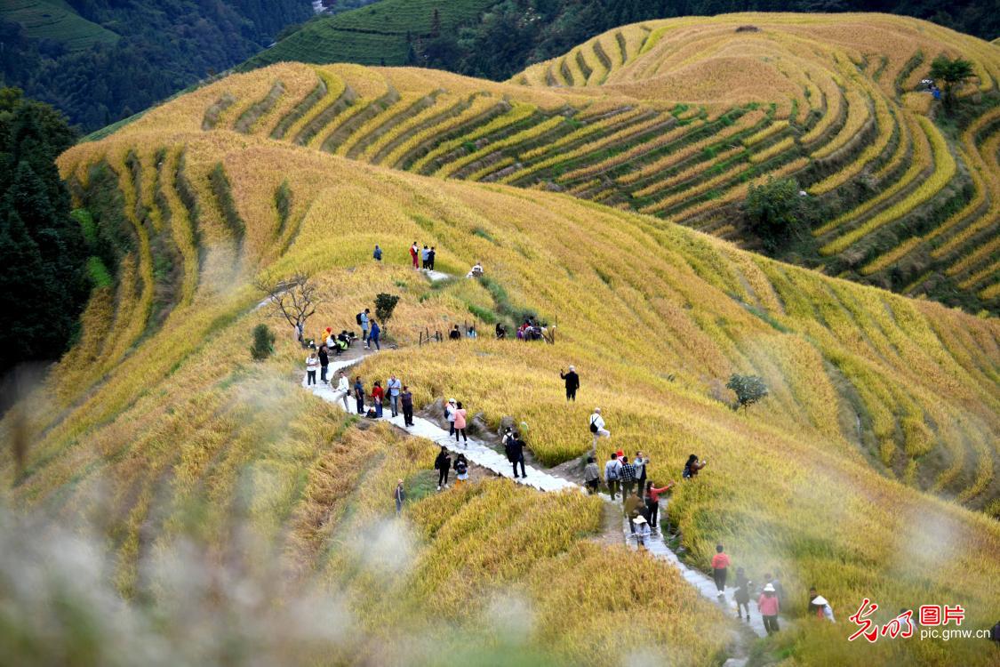 Golden Longji Rice Terraces attract tourists to come