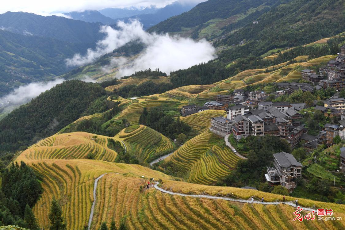 Golden Longji Rice Terraces attract tourists to come