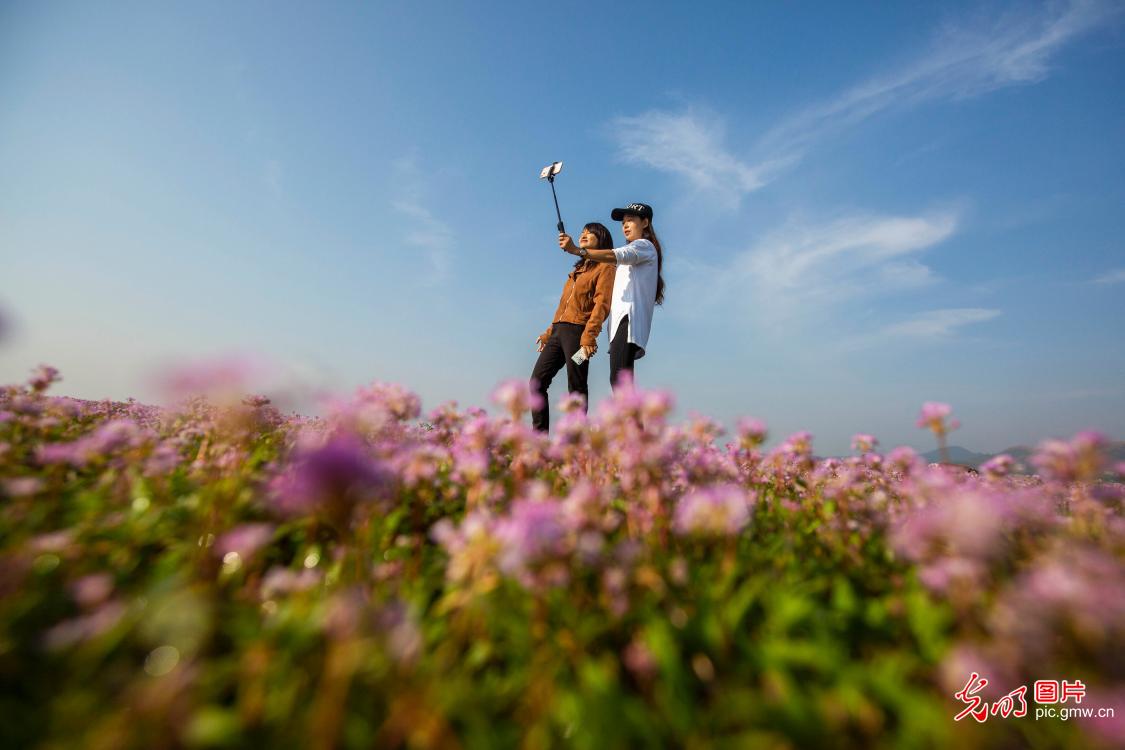 In pics: Scenery of polygonum flower sea in E China's Jiangxi