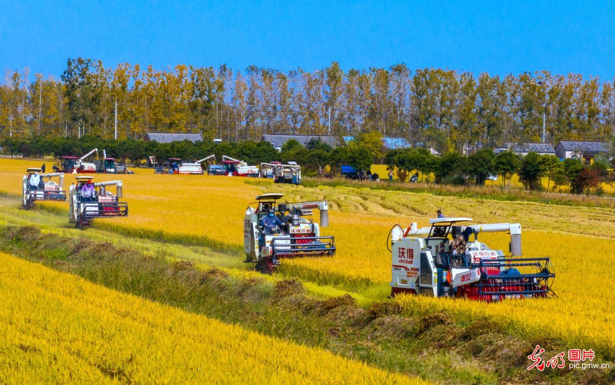 Farmers seize fine weather to harvest autumn rice in E China's Jiangsu