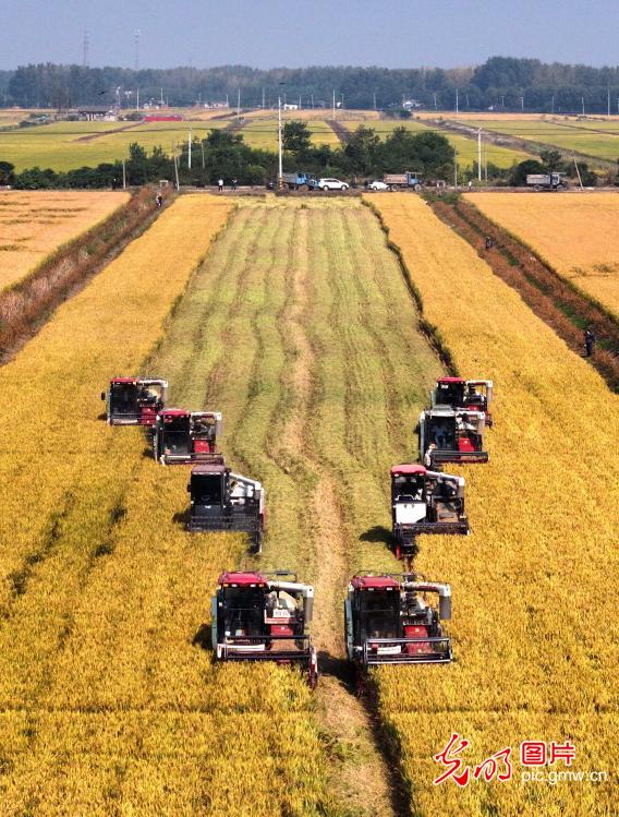 Farmers seize fine weather to harvest autumn rice in E China's Jiangsu