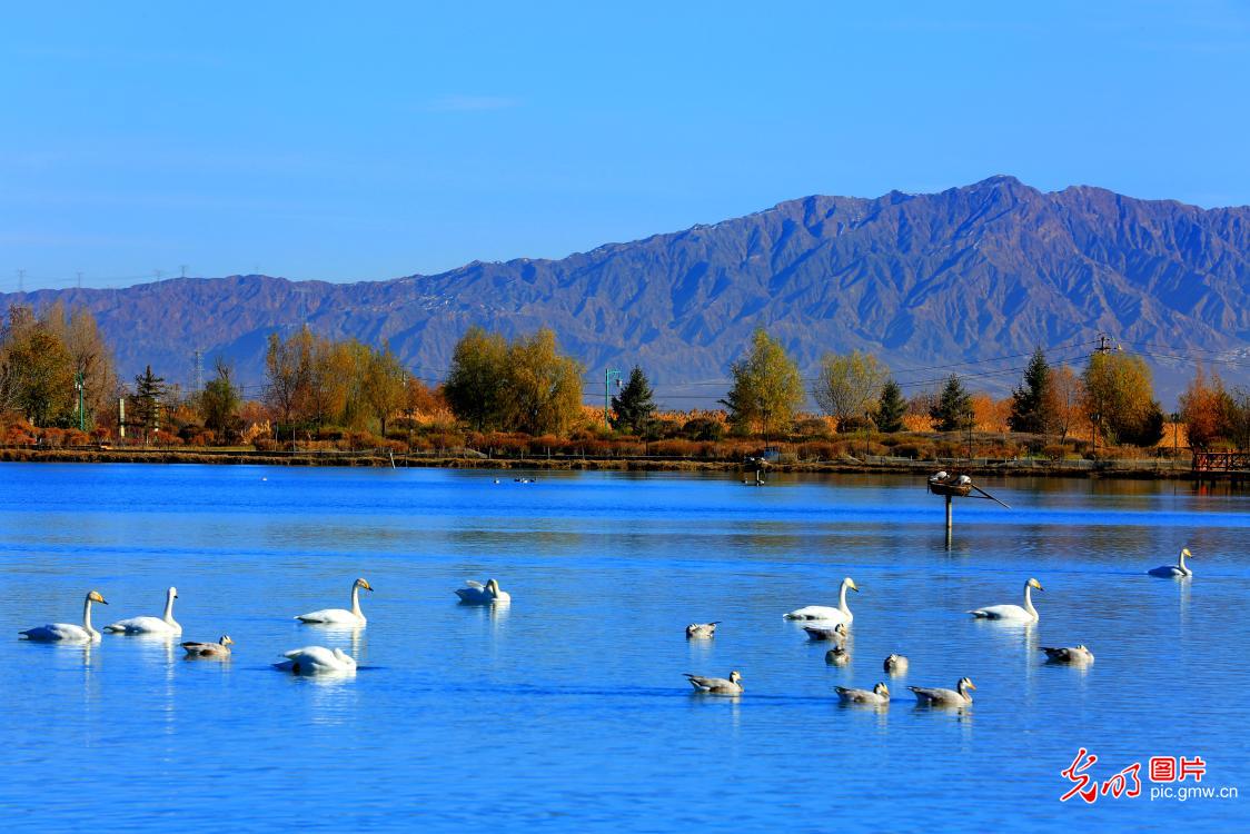 Migratory birds rest and feed in wetland of NW China's Gansu