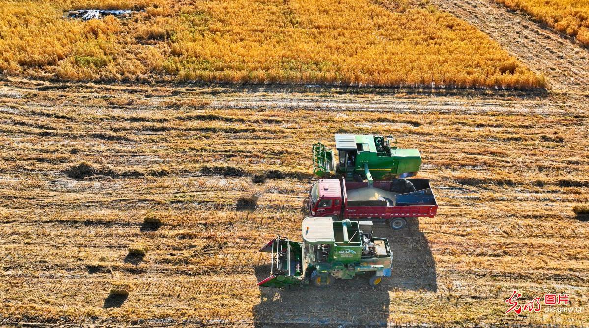 Millet harvested in NW China's Gansu