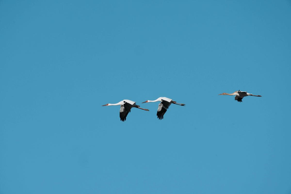 Rare migratory birds flock to Jilin wetlands