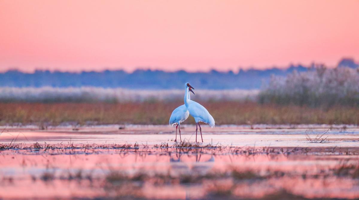 Rare migratory birds flock to Jilin wetlands