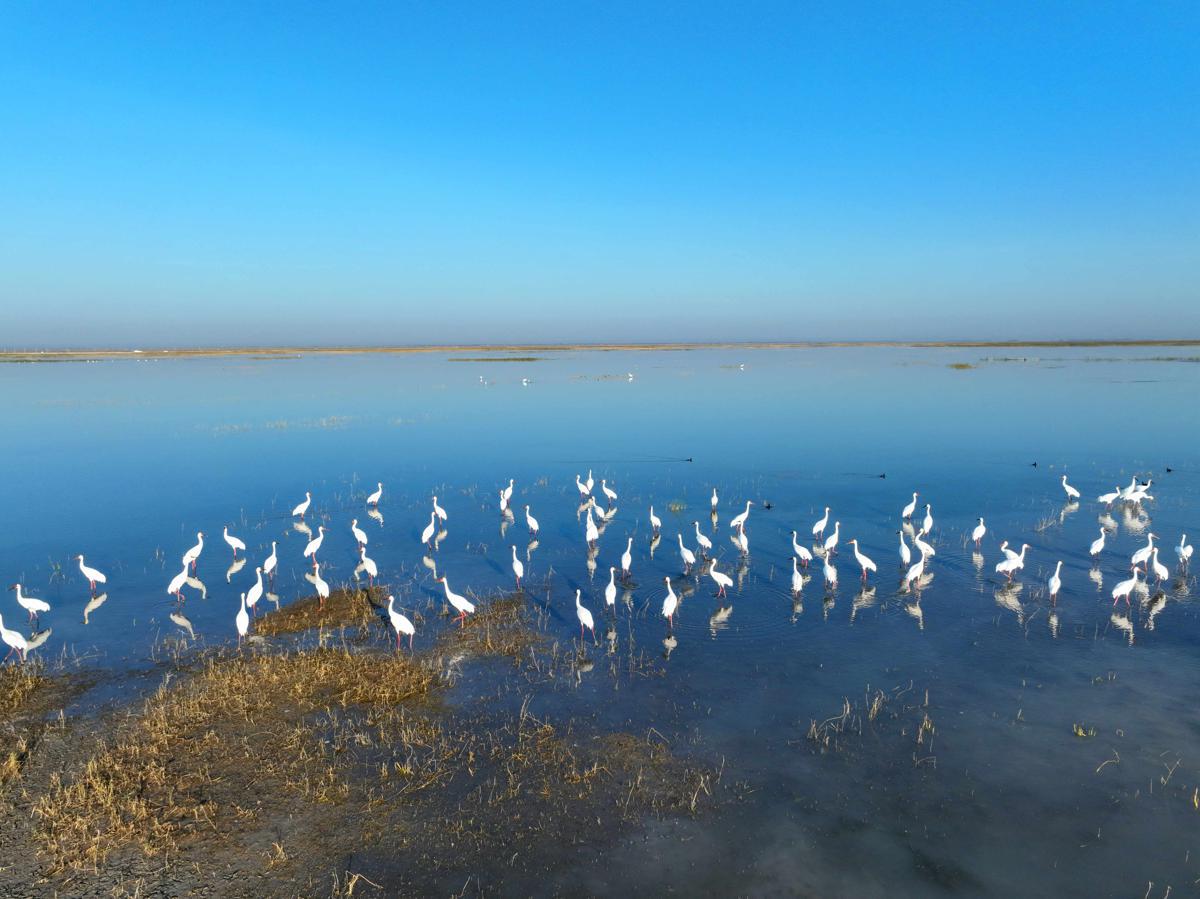 Rare migratory birds flock to Jilin wetlands