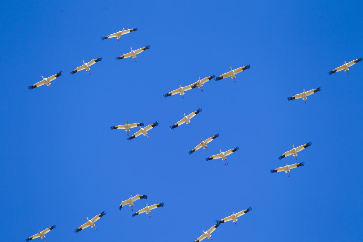 Rare migratory birds flock to Jilin wetlands