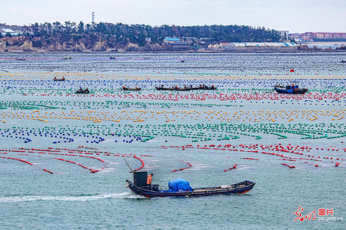 Rongcheng City of E China’s Shandong: winter fishing and farming scene