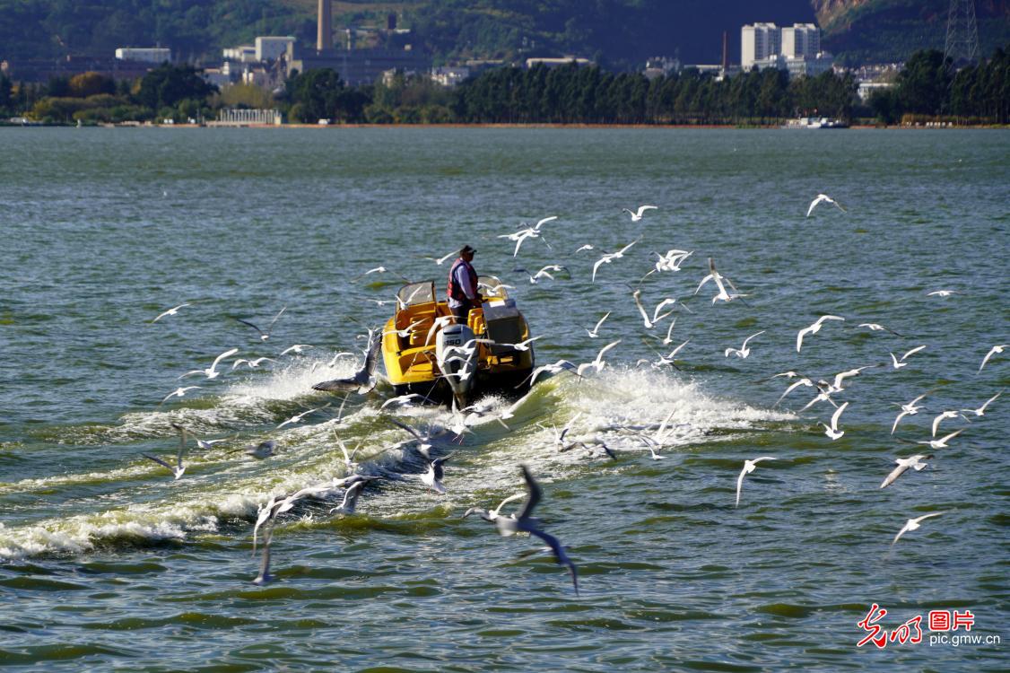 First batch of black-headed gulls arrived in Kunming
