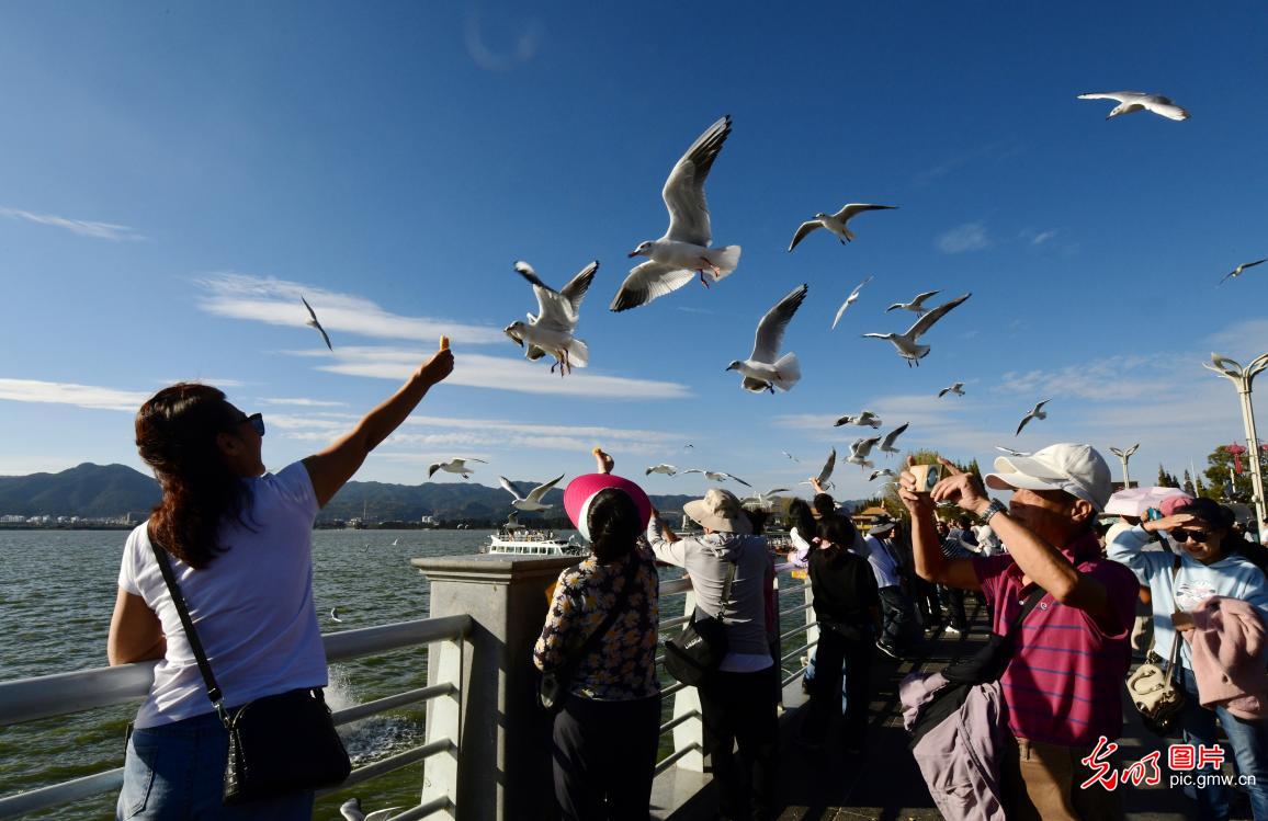 First batch of black-headed gulls arrived in Kunming