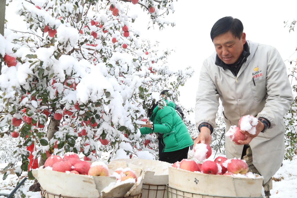 Snow-covered apples provide extra-sweet harvest