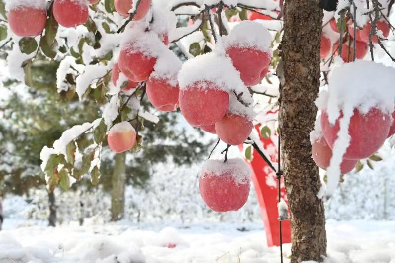 Snow-covered apples provide extra-sweet harvest
