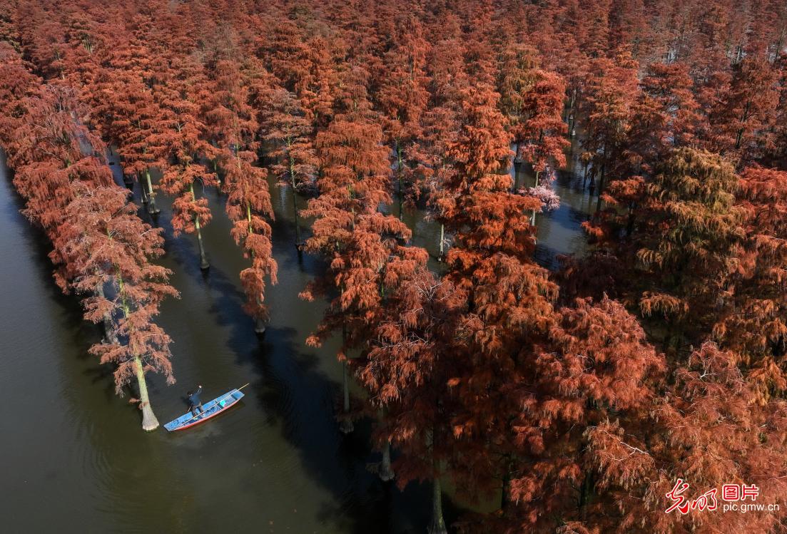 Water forest presents a picturesque winter scene
