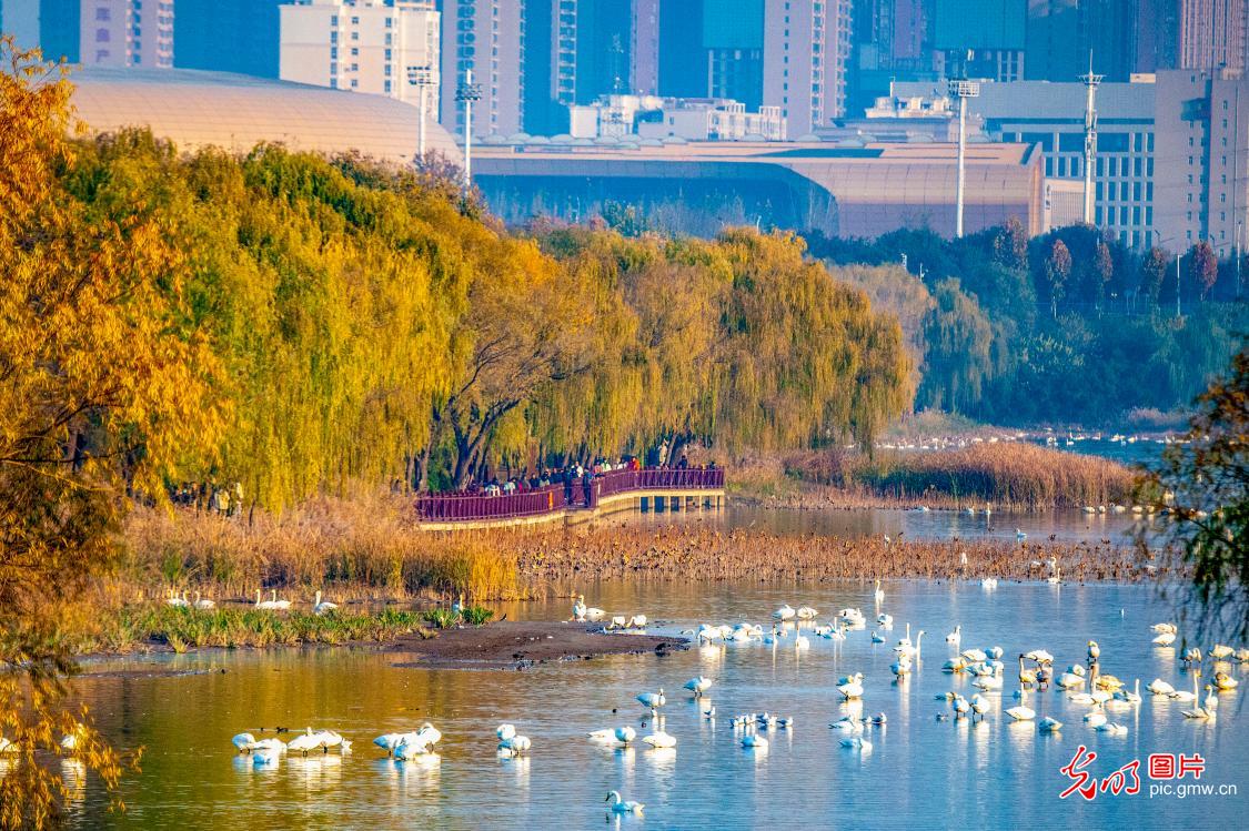 Sanmenxia City of C China’s Henan: swan lake welcomes tourists in winter